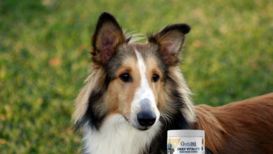 Shetland Sheepdog Energy: How Quelle's Dog Food Topper Keeps Them Active